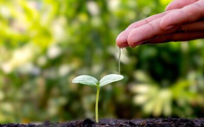Learn About the Environment with a Sustainability Degree